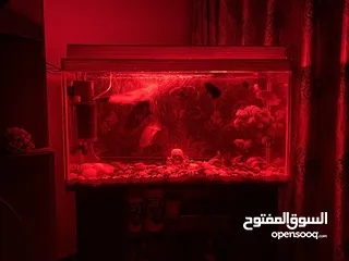  20 حوض سمك اوسكر كامل اغراضو للبيع