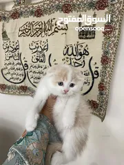  8 قطط سكوتش  فولد