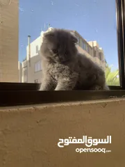  1 سكوتش فولد للبيع العمر 60 يوم