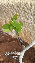  2 كافة الخدمات والأعمال الزراعية بأحدث الطرق العلمية