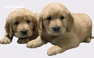  1 Golden retriever dog for sale male