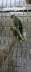  7 ببغاء كساندرا و دوره