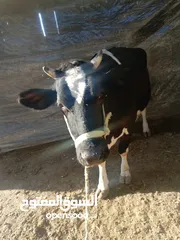  2 ابقار لبيع