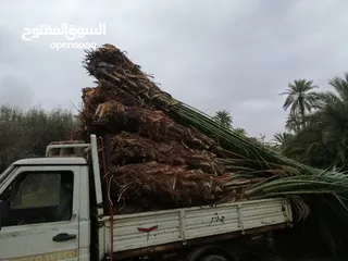  2 نخل بكراري وطابوني وبيوضي للبيع