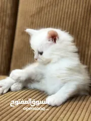  15 5 قطط هملايا للبيع – نابلس
