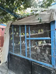  3 عرض خاص طيور حب جواز كلها شغالة اهالي فراخ ومكفولة شهر كامل باذن الله ، نقي اي جوز واي لون بعجبك
