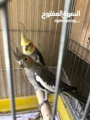  6 جوز كوكتيل نخب تحتهم بيض مع قفص كاسكو حجم كبير سعر حررررق