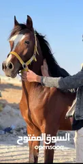  1 مهر عربي دم سورية نخب اول دم صافيه