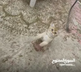 4 قطط سكوتشات