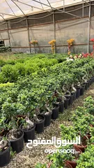  5 كافة أصناف اشجار الزينه