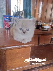  1 قطط للبيع همالايا ما شاء الله العمر شهر ونص