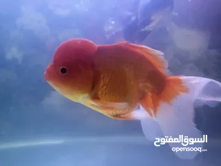  1 Oranda Fish 4 nos