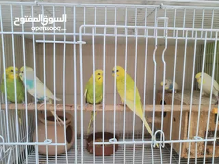  1 Budgie pairs بادجي عمر سنه