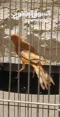  2 للبيع أو للبدل فحل ابو فراخ للبدل على نثاي