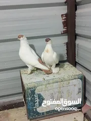  1 جوز حمام بالوني