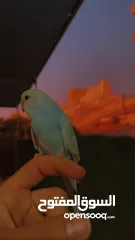  3 طير حب أليف مناسب للأطفال