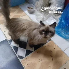  5 قطه هملايا لعوبه جدا ولطيفه جدا وهداء جدا جدا  الله يبارك ل صاحب النصيب القطه انثى من نوع هملايا