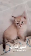  1 قطط للبيع نوع شيرازي