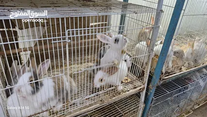  26 RABBITS FOR SALE