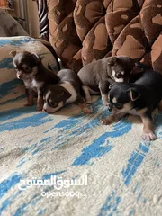  5 Chihuahua puppies