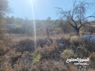  11 حصة في منطقة المشتل