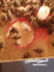  1 صوص بلدي صافي