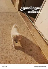  2 كل ملتيز جمل وجميل ومسلي