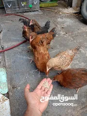  8 دجاج عرب مخاليف