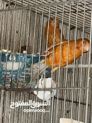  2 مخاليف كنار كرزي