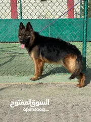  8 German shepherd