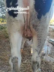  3 بكيره عشار 4 شهور ونص