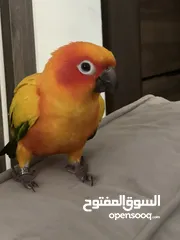  2 ببغاء صن كينور