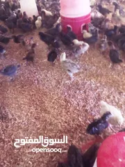  4 موجود صوص عمر 40 يوم مخلط رقابي مع باكستاني مخلص مطعيمو كلمه عدد بدك 50 ولا الف يعطيك سعر دينار