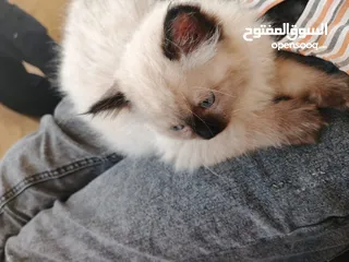  3 قط همالاي  للبيع مع اغراضو