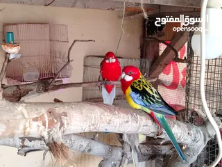  4 ببغاء روزيلا