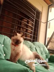  3 قط سيامي متاح