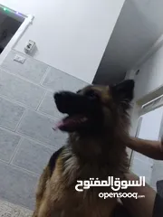  2 جيرمان لونغ هير