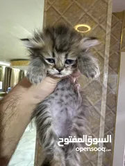  4 قطط للبيع شانشيلا