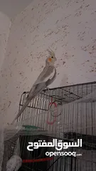  1 طيره جاهزه وحطت بطن سبب البيع طيران الفحل