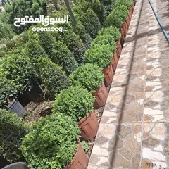  19 تفصيل قواوير فايبر جلاس بشكل عصري أنيق  زراعة وتسميد النباتات الداخلية والخارجية بإشراف مهندسين