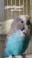  3 طيور حب للبيع. ذكر وانثى بدون قفص