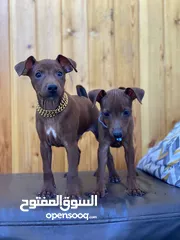  2 “للذوّاق فقط – Mini Pinscher بيور راقٍ ونادر