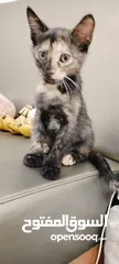  1 female kitten for adoption