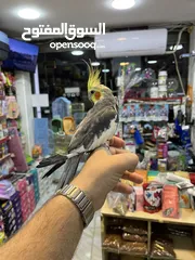  4 كوكتيل اليف فحل عليه عرض