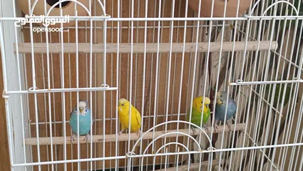  2 budgie for adoption