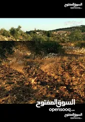  3 قطعة أرض مميزة في عجلون مطلة على جبال فلسطين مفروزة بقوشان مستقل من المالك مباشرة