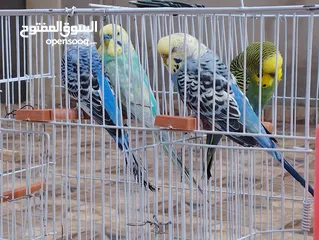  3 عصافير بقلينو للبيع او الاستبدال بدجاج عربي .