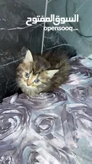  25 قطط للبيع نابلس