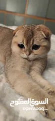  5 Scottish fold