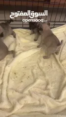  4 Pug Puppies
